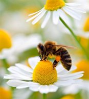 Скачать игру про пчелу