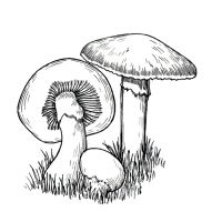 Раскраска грибы детская