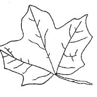 Раскраска лист клена