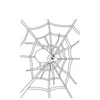 Раскраска паук паутина