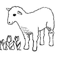 Раскраска овечка детская