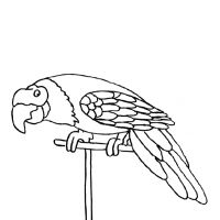 Раскраска попугай детская