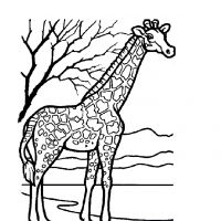 Разукрашка жираф со стихами