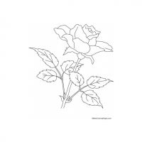 Раскраска роза