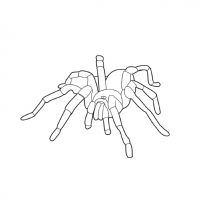 Раскраска паук детям