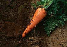 Стихи о пользе моркови для детей thumbnail